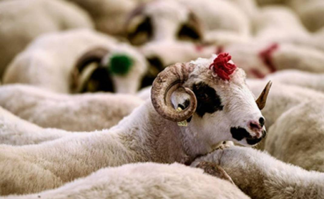 Kurban ibadetiyle ilgili doğru bilinen yanlışlar - Resim: 13